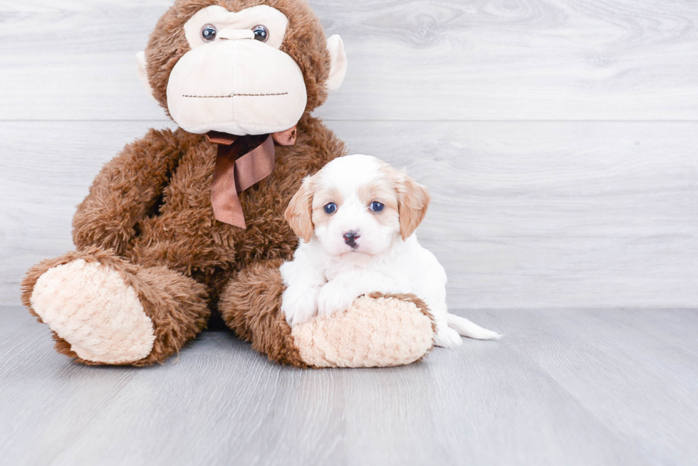 Best Cavapoo Baby