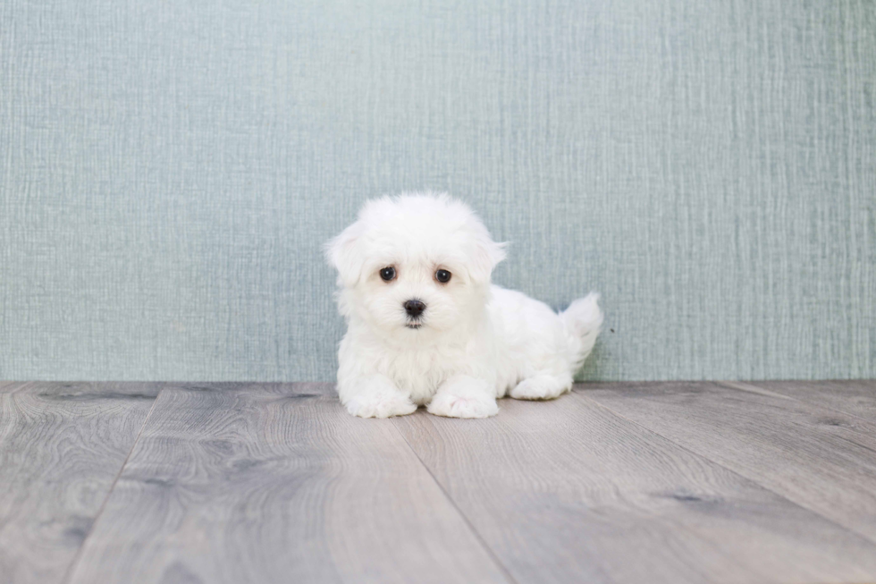 Happy Maltese Purebred Puppy