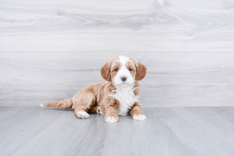 Adorable Cockerpoo Poodle Mix Puppy