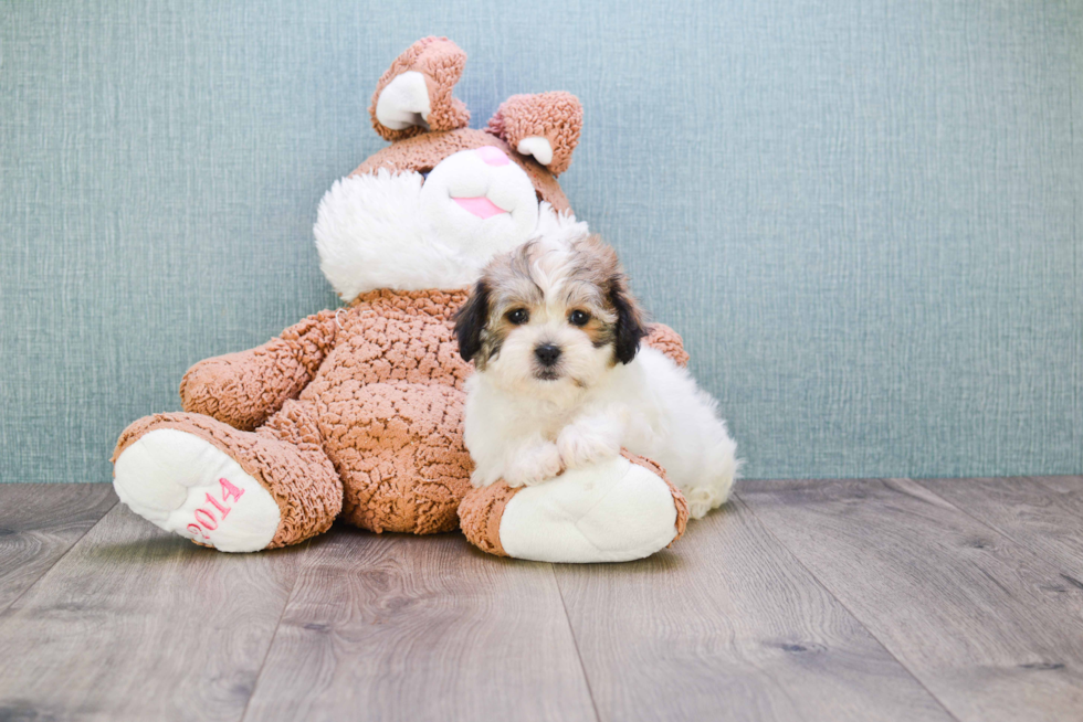 Fluffy Teddy Bear Designer Pup