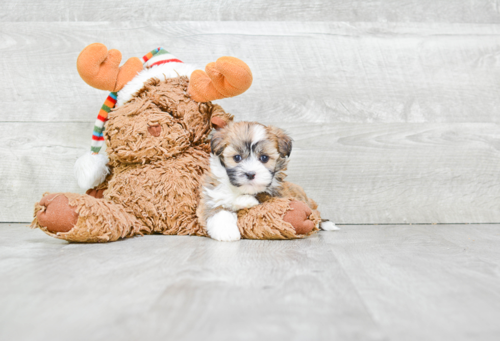 Best Havanese Baby