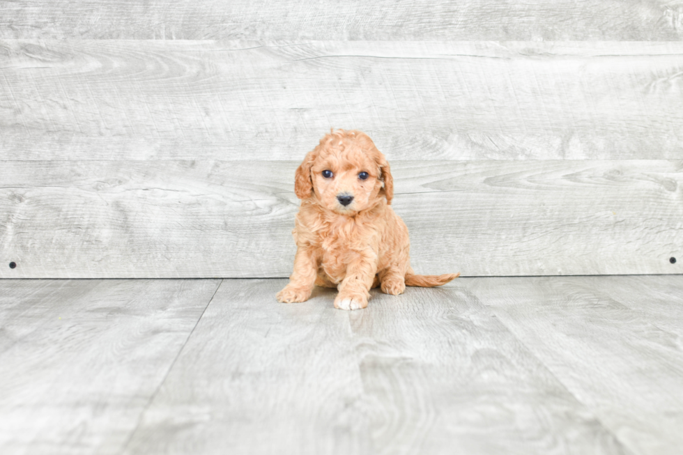 Mini Goldendoodle Pup Being Cute