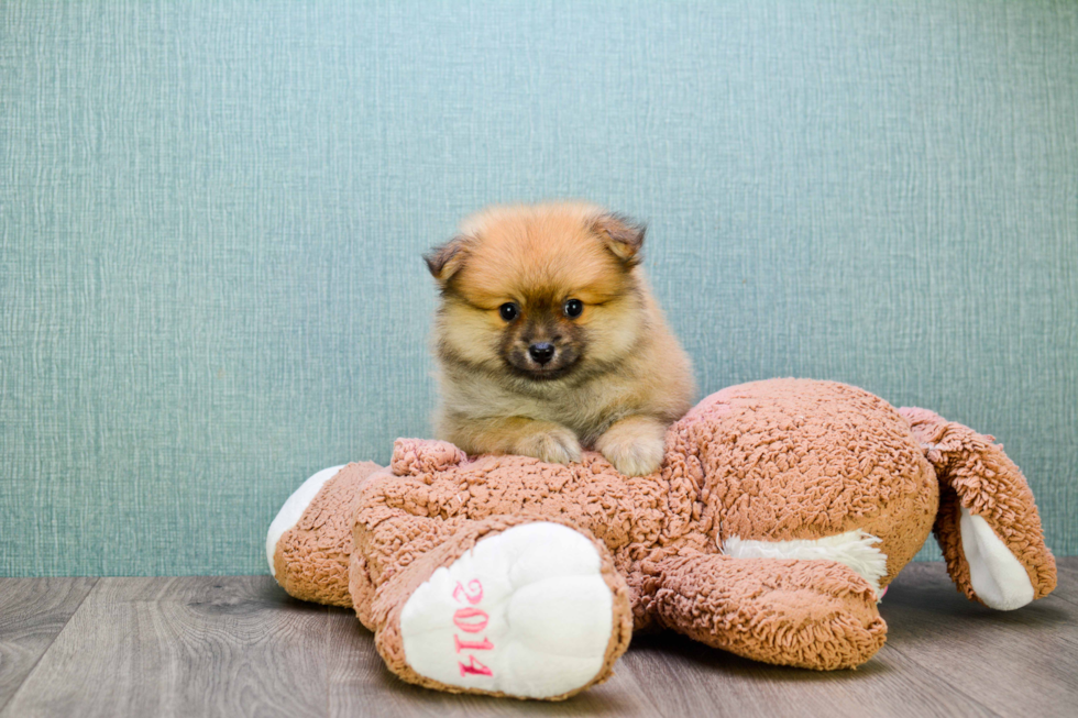 Pomeranian Pup Being Cute