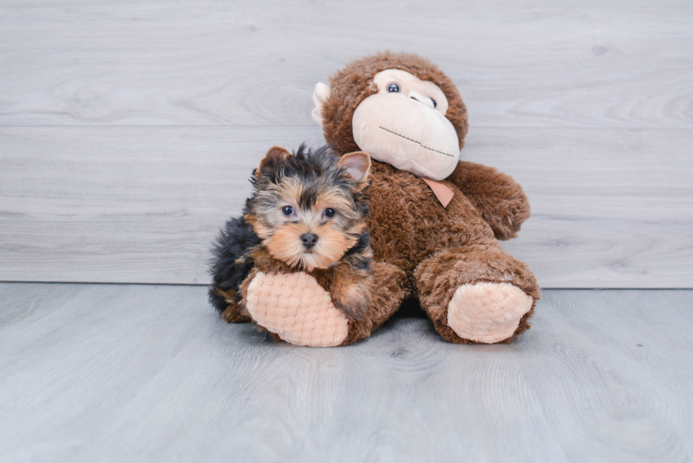 Meet Joey - our Yorkshire Terrier Puppy Photo 