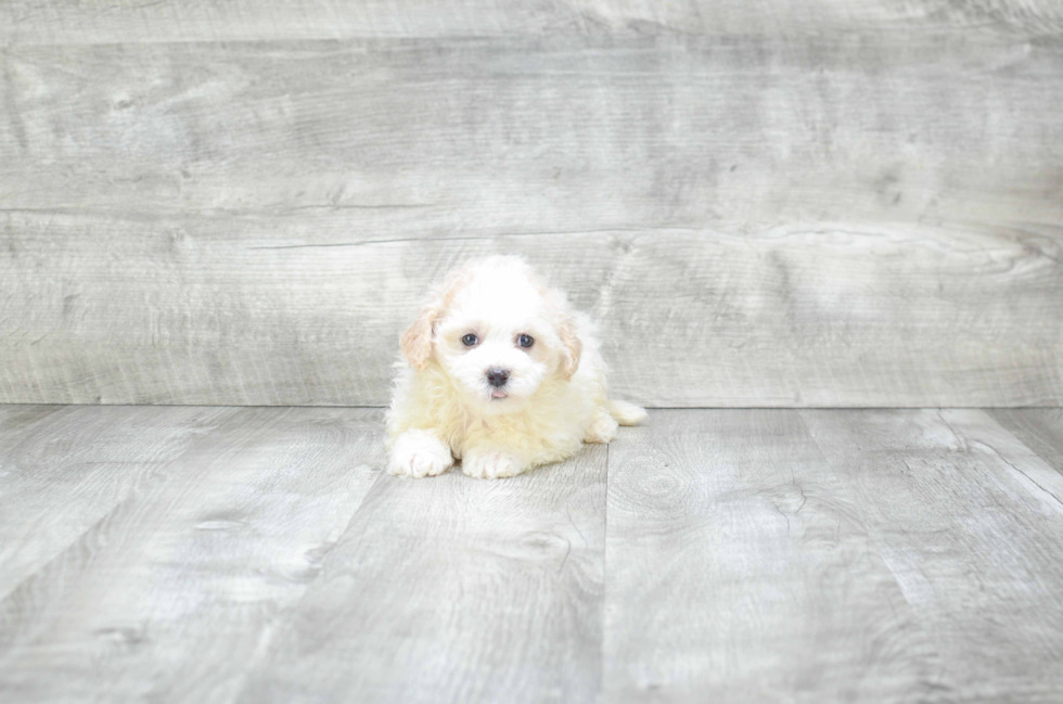 Hypoallergenic Havanese Purebred Pup