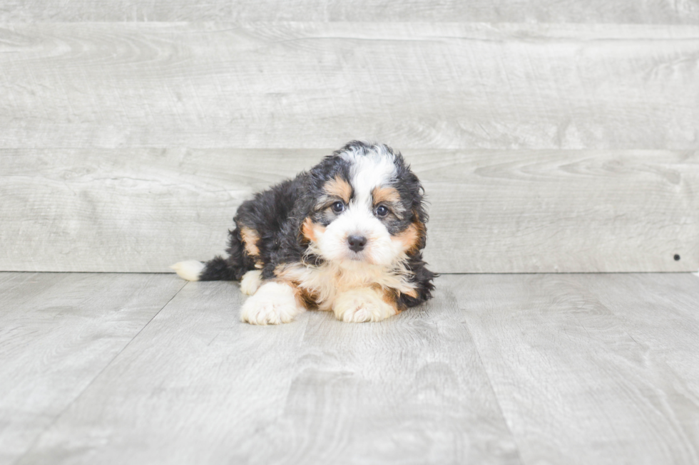 Best Mini Bernedoodle Baby