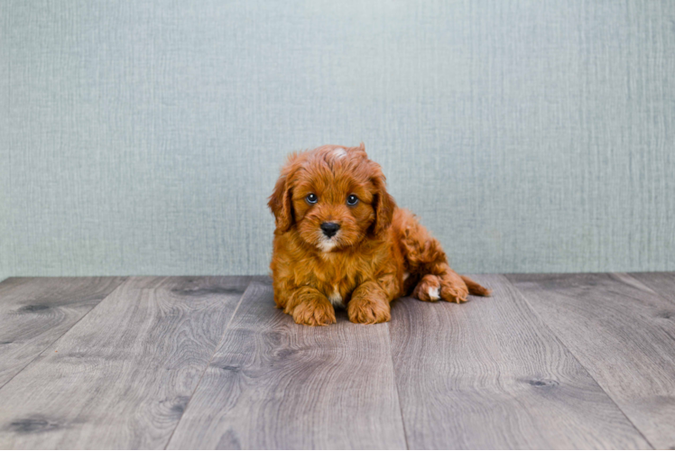 Energetic Cavoodle Poodle Mix Puppy