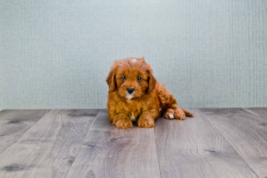 Energetic Cavoodle Poodle Mix Puppy