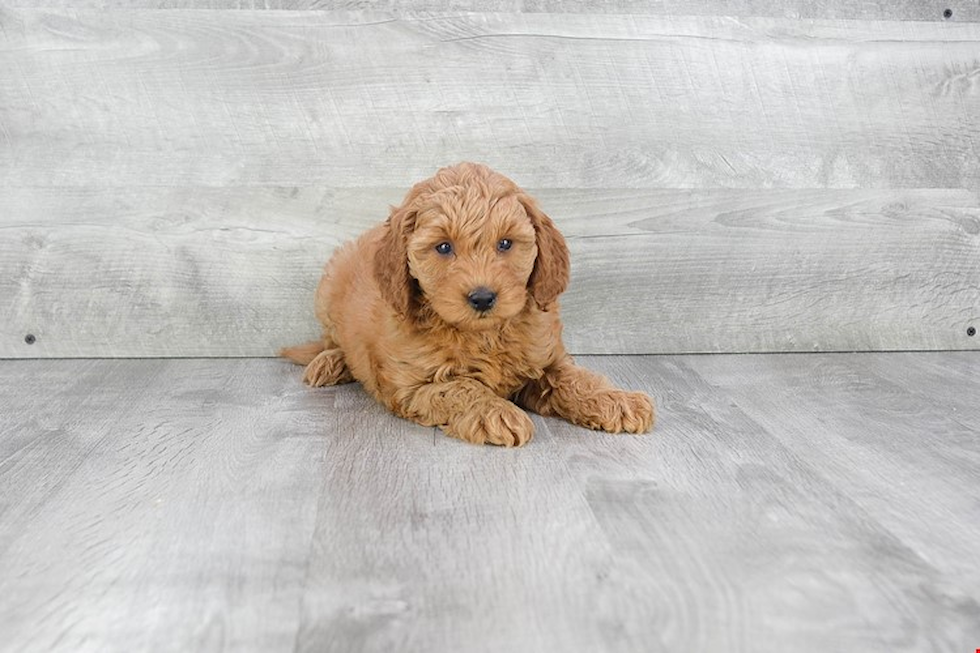 Playful Golden Retriever Poodle Mix Puppy