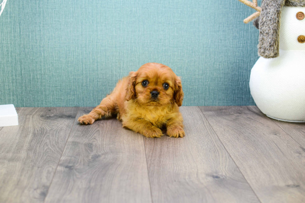 Playful Cavalier King Charles Spaniel Purebred Pup