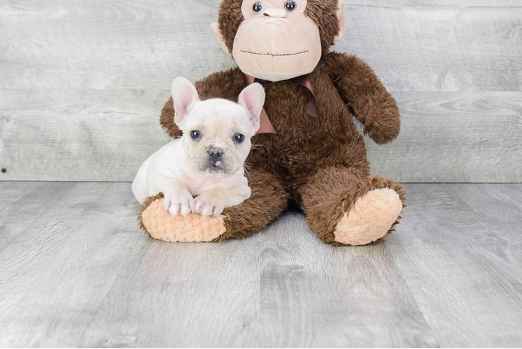 Small French Bulldog Baby