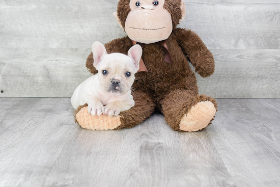 Small French Bulldog Baby