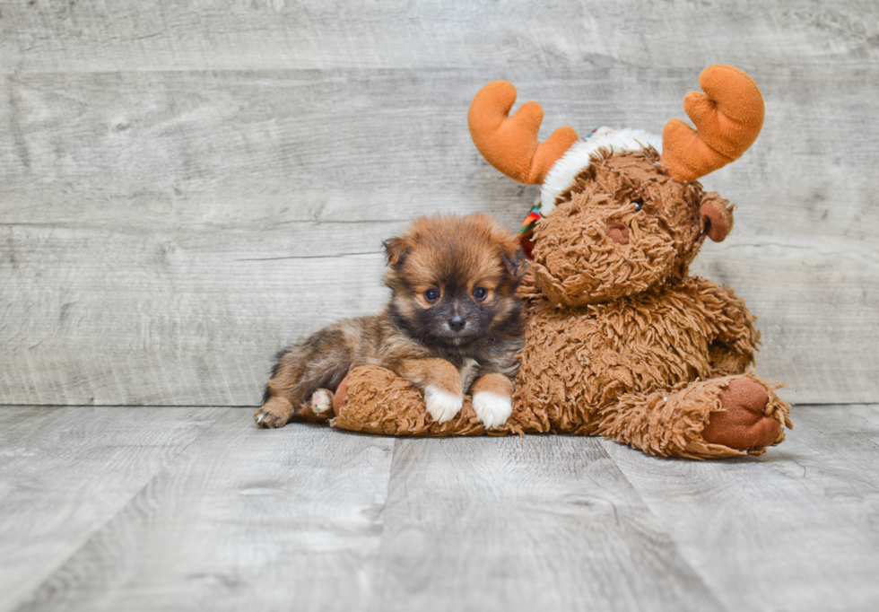 Fluffy Pomeranian Purebred Puppy