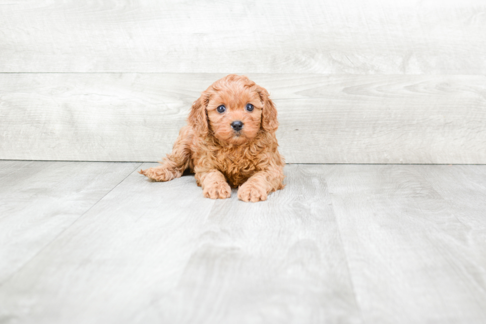 Cavapoo Pup Being Cute