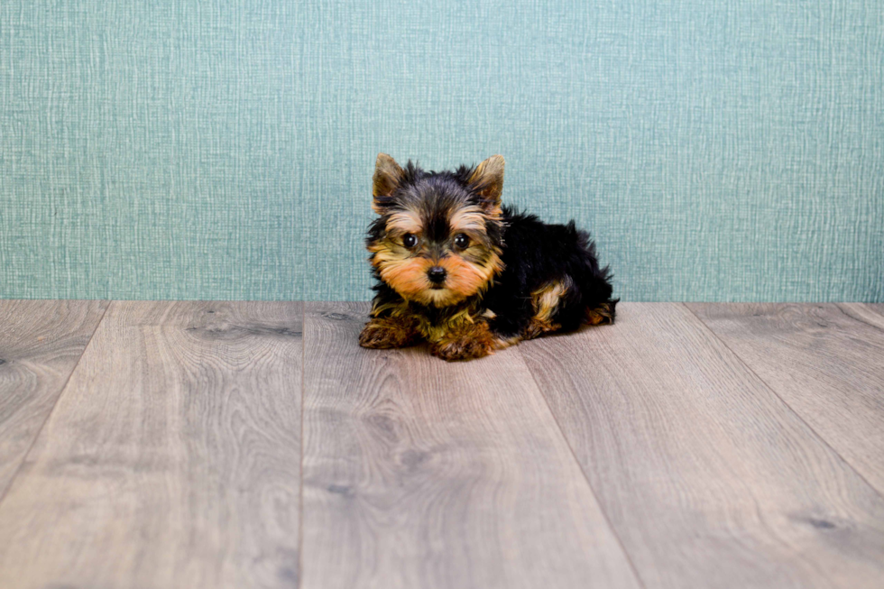 Meet Precious - our Yorkshire Terrier Puppy Photo 