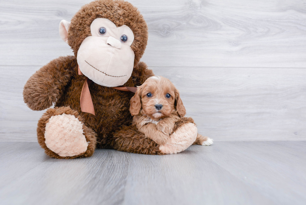 Funny Cavapoo Poodle Mix Pup