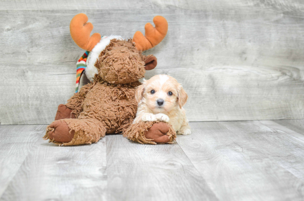 Little Cavoodle Poodle Mix Puppy