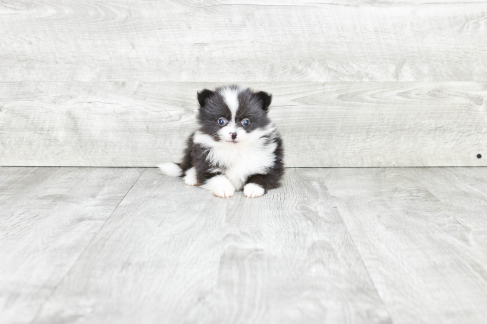 Sweet Pomeranian Purebred Puppy