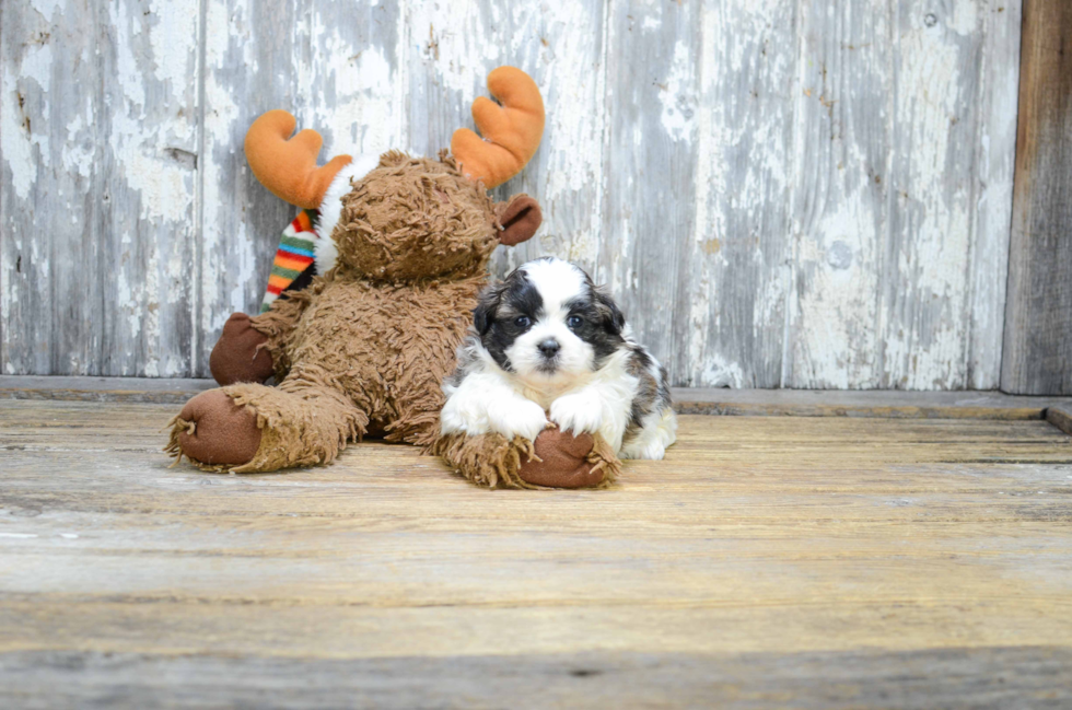 Teddy Bear Pup Being Cute