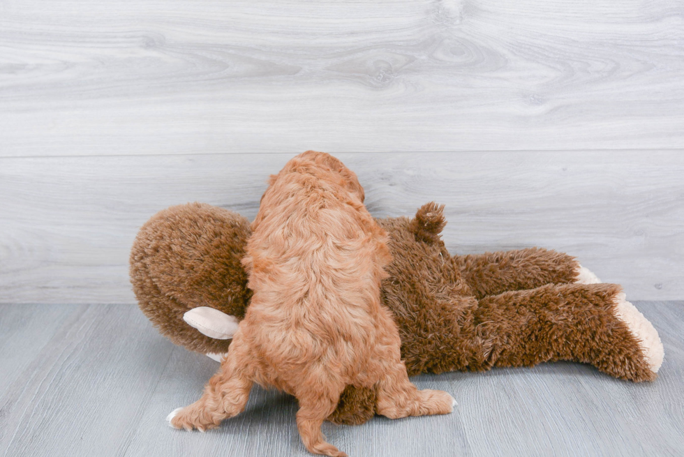 Cavapoo Pup Being Cute