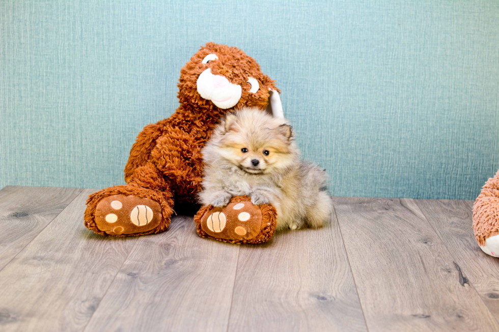 Pomeranian Pup Being Cute