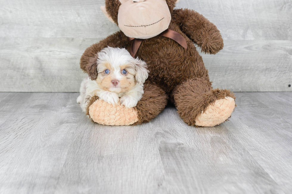 Mini Aussiedoodle Pup Being Cute