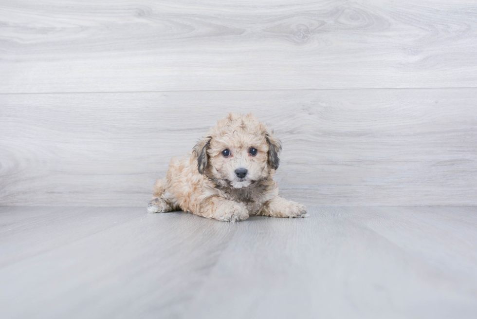 Happy Maltipoo Baby