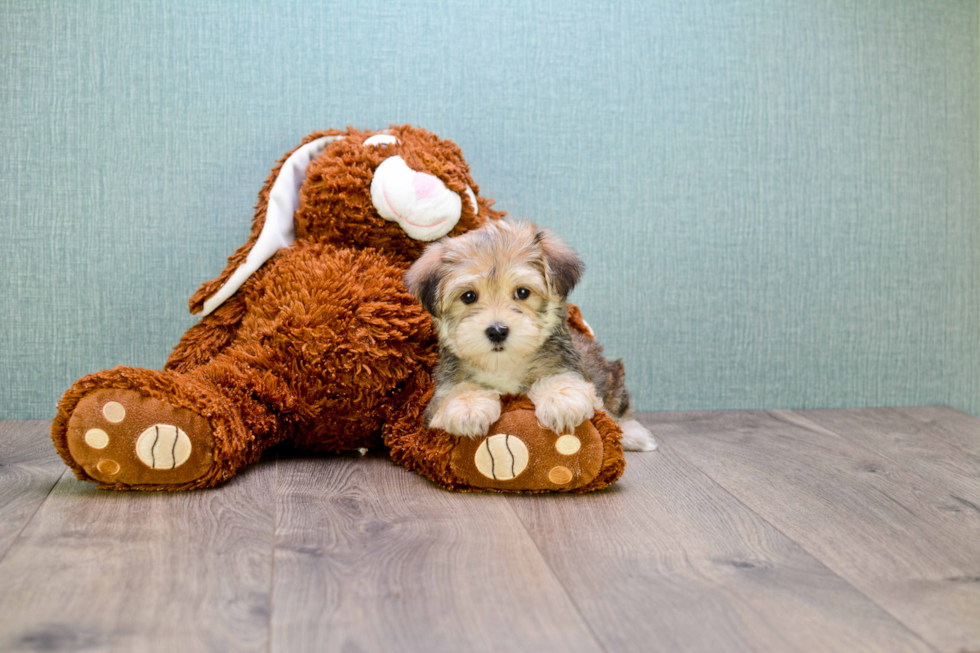 Energetic Yorkie Designer Puppy