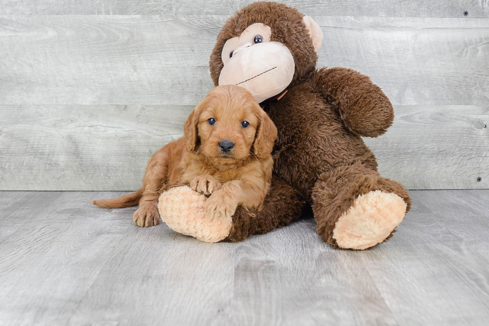 Happy Mini Goldendoodle Baby