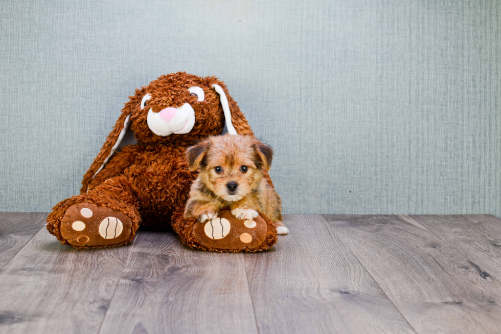 Morkie Pup Being Cute