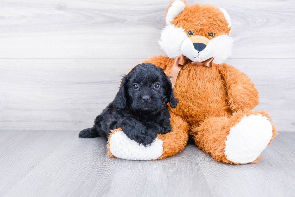 Best Cavapoo Baby