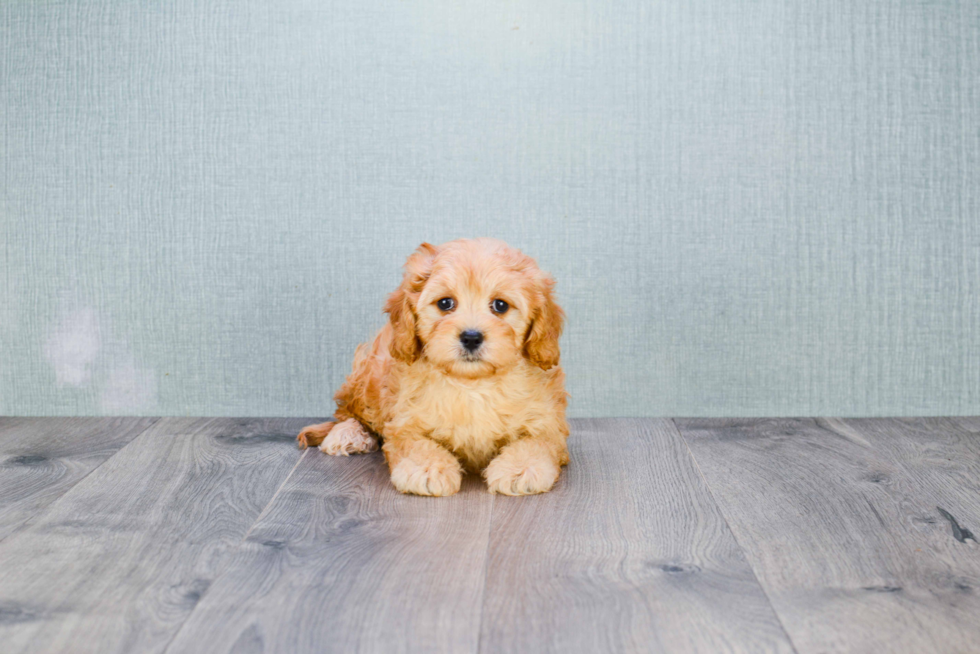 Friendly Cavapoo Baby