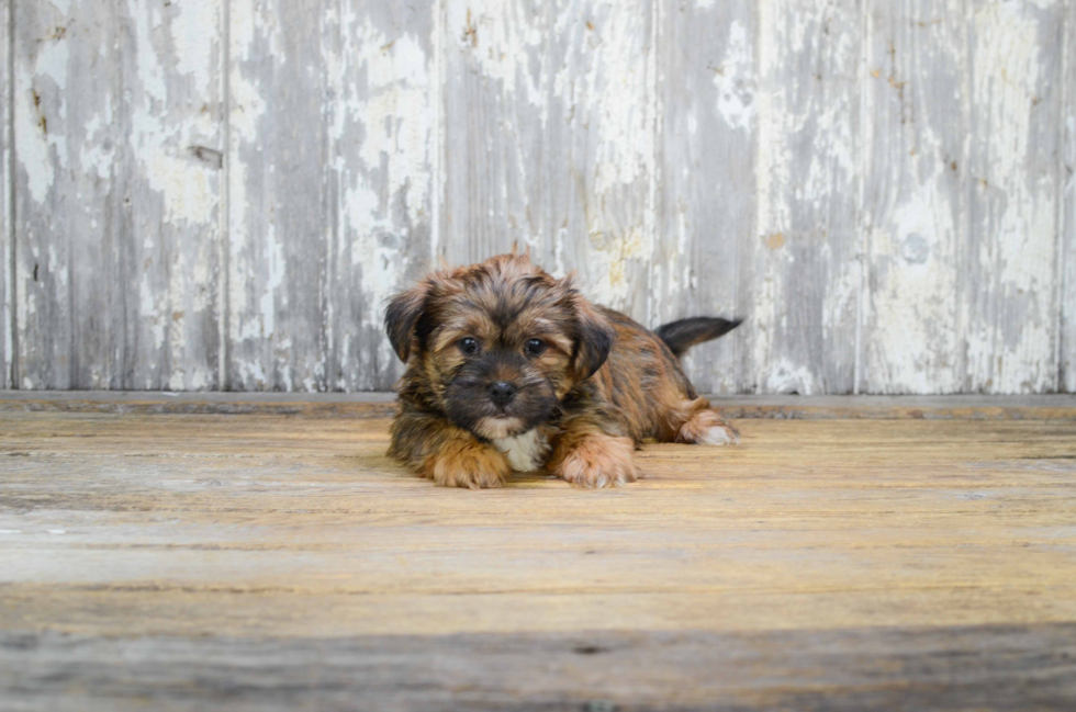 Shorkie Puppy for Adoption