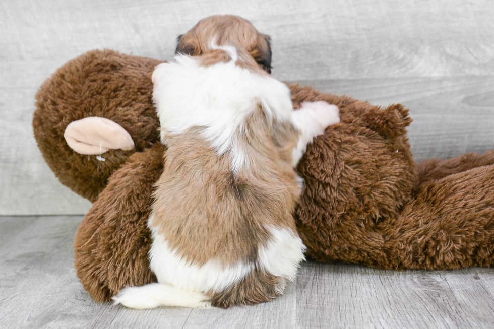 Teddy Bear Pup Being Cute