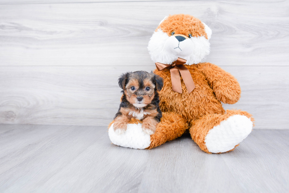 Yorkie Poo Pup Being Cute