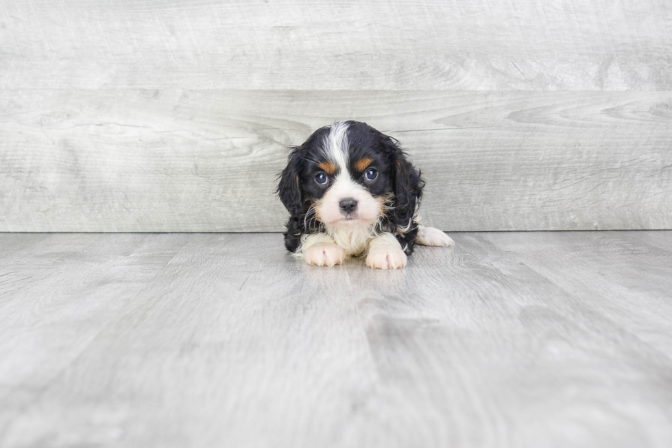 Cavalier King Charles Spaniel Puppy for Adoption