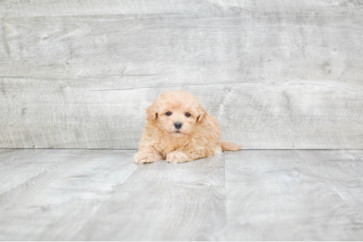 Maltipoo Puppy for Adoption