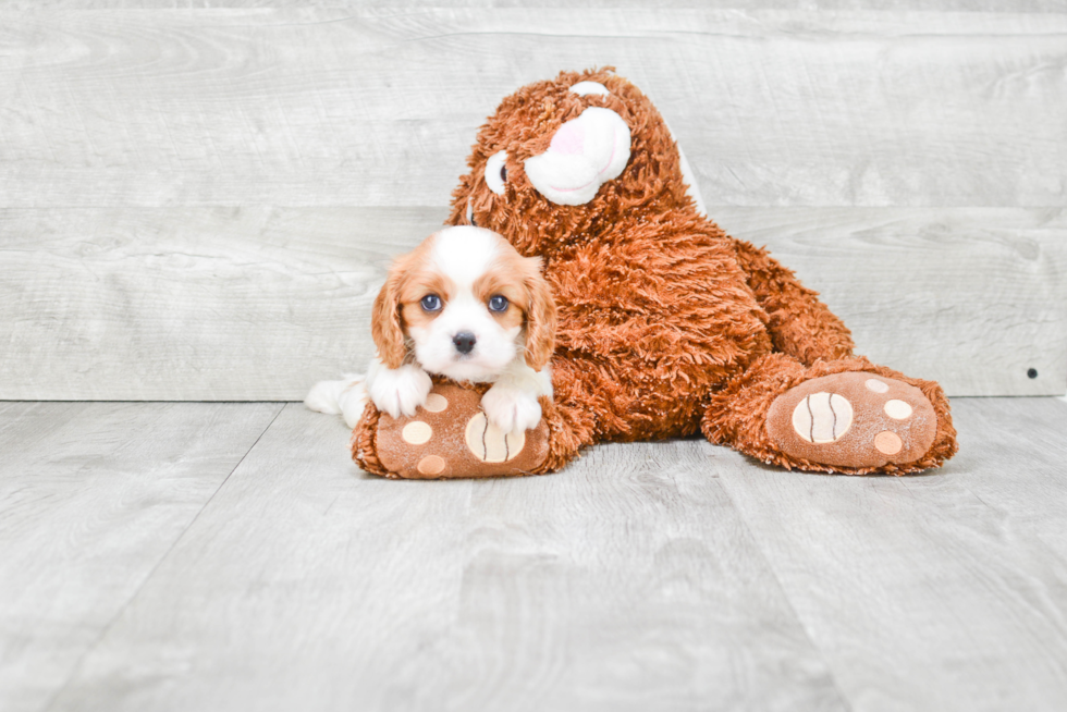 Cute Cavalier King Charles Spaniel Purebred Puppy