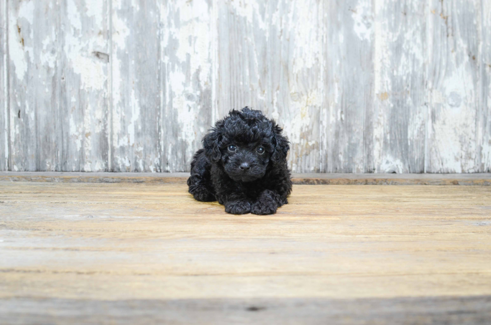 Little Yorkie Doodle Poodle Mix Puppy