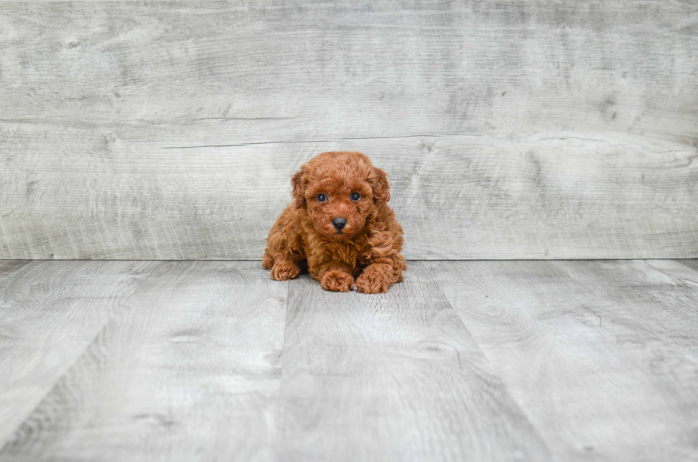 Adorable Pudle Purebred Puppy