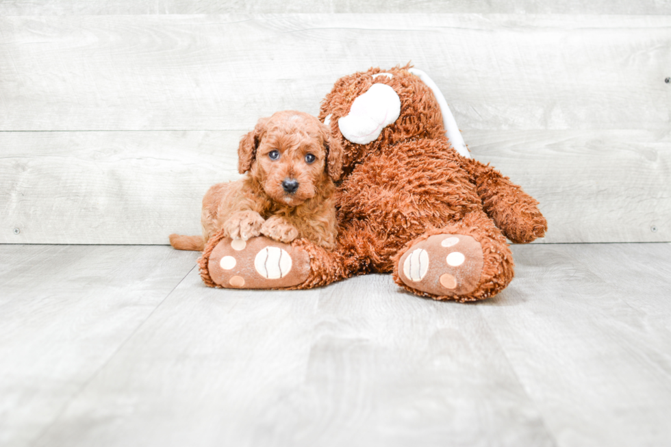 Playful Golden Retriever Poodle Mix Puppy