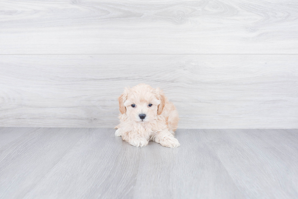 Best Maltipoo Baby