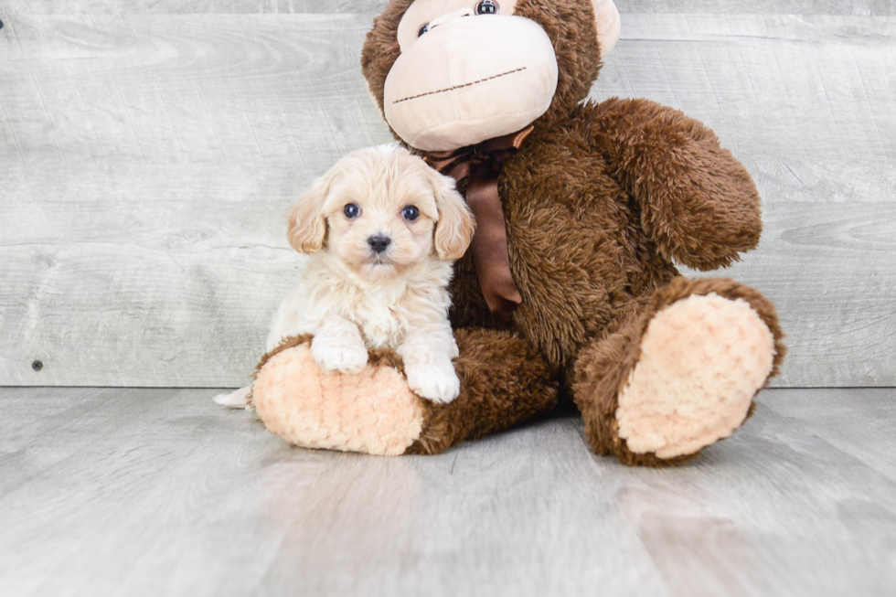 Cute Maltipoo Baby