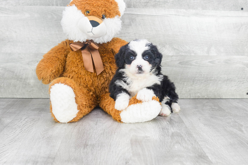 Cute Mini Bernedoodle Baby