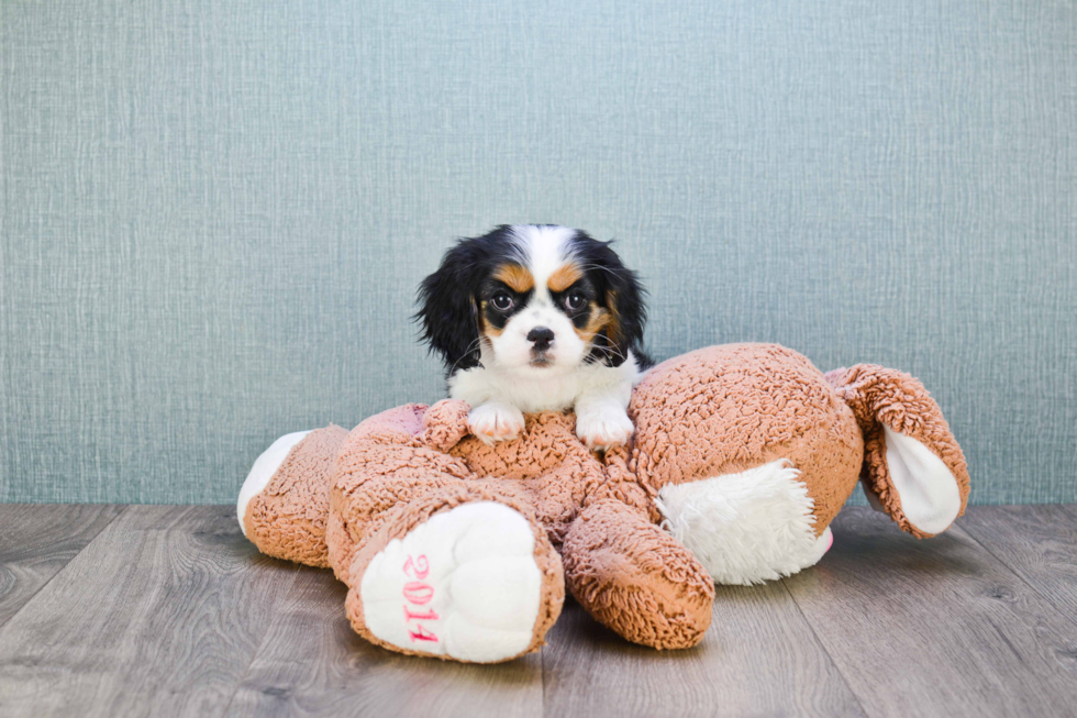 Happy Cavalier King Charles Spaniel Purebred Puppy