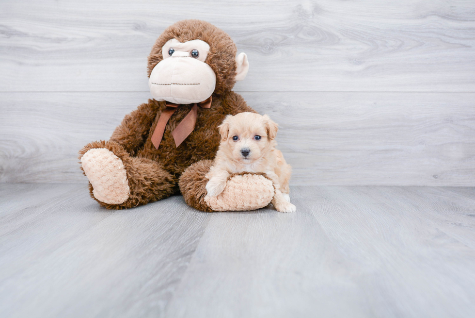 Maltipoo Puppy for Adoption