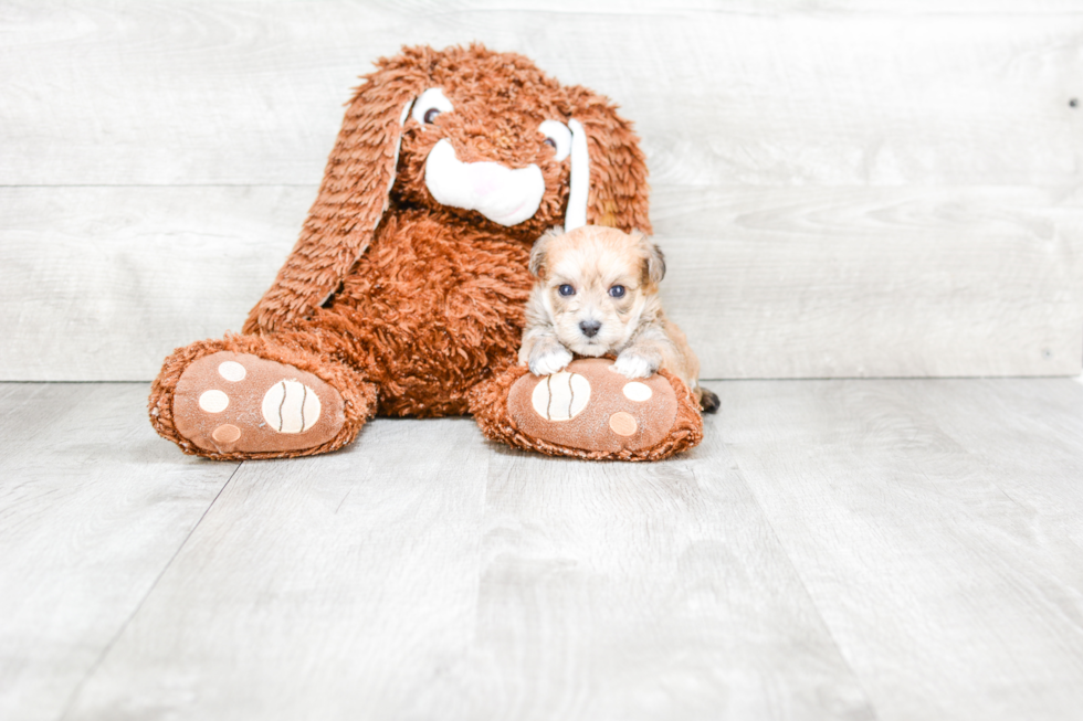 Energetic Yorkie Designer Puppy