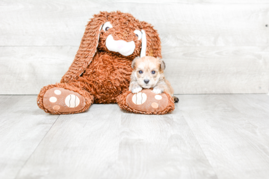 Energetic Yorkie Designer Puppy