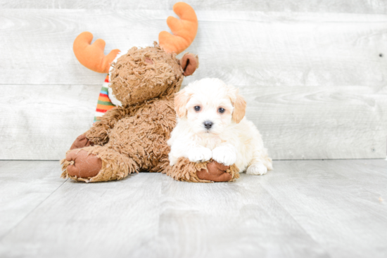 Fluffy Maltipoo Poodle Mix Pup