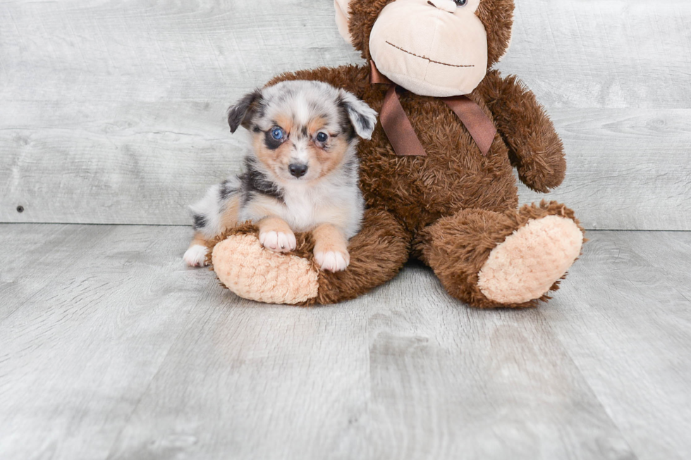 Mini Aussiedoodle Pup Being Cute